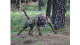Dogo Canario. Faraon De La Isla De Los Volcanes.