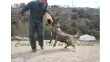 Dogo Canario. Faina De La Isla De Los Volcanes. Prueba de Caracter.
