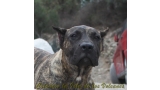 Dogo Canario. Faraon De La Isla De Los Volcanes con 5 meses.