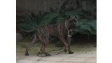 Dogo Canario. Laia De La Isla De Los Volcanes.