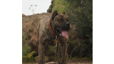 Dogo Canario. Faraon De La Isla De Los Volcanes.