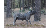 Dogo Canario. Faina De La Isla De Los Volcanes en 2012.