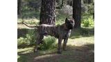 Dogo Canario. Faraon De La Isla De Los Volcanes.