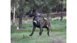 Dogo Canario. FRANCO DE LA ISLA DE LOS VOLCANES con 20 meses.