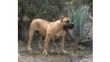 Dogo Canario. Turco De La Isla De Los Volcanes.