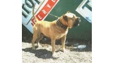 Dogo Canario. Pit.