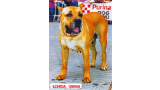 Dogo Canario. Linda.