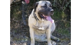 Dogo Canario. Ambar De La Isla De Los Volcanes.