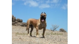 Dogo Canario. Turco De La Isla De Los Volcanes con 12 meses.