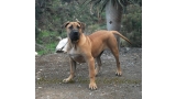 Dogo Canario. Turco De La Isla De Los Volcanes.