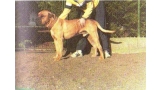 Dogo Canario. Patagón.