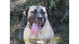 Dogo Canario. Ambar De La Isla De Los Volcanes.