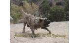 Dogo Canario. Faina De La Isla De Los Volcanes. Prueba de Caracter.