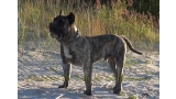 Dogo Canario. Hurcan De La Isla De Los Volcanes.