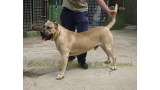 Dogo Canario. Lolo De La Isla De Los Volcanes.