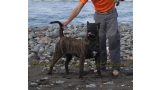 Dogo Canario. FANNY DE LA ISLA DE LOS VOLCANES con 8 meses.