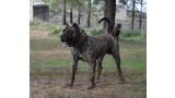Dogo Canario. Faraon De La Isla De Los Volcanes con 20 meses.