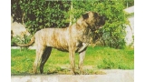 Dogo Canario. Uga.