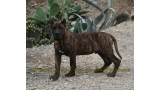 Dogo Canario. Rambo De La Isla De Los Volcanes.