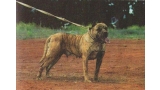 Dogo Canario. Checa.