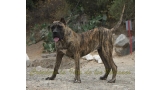 Dogo Canario. Nazaret De La Isla De Los Volcanes.