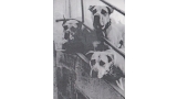 Dogo Canario. Fotos Historicas. Laika  Manolo y Toica.