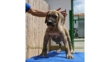Dogo Canario. Estela De La Isla De Los Volcanes de cachorra.
