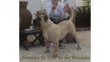 Dogo Canario. Vicky De La Isla De Los Volcanes con 6 meses.