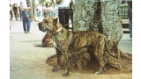 Dogo Canario. Sultan.