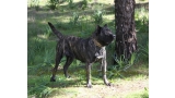 Dogo Canario. Yuma De La Isla De Los Volcanes.