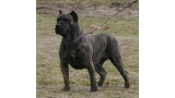 Dogo Canario. Yanela De La Isla De Los Volcanes.