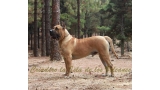 Dogo Canario. Turco De La Isla De Los Volcanes.