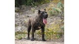 Dogo Canario. FANNY DE LA ISLA DE LOS VOLCANES de joven.