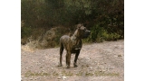 Dogo Canario. Gaucho De La Isla De Los Volcanes.