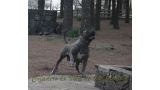 Dogo Canario. Faina De La Isla De Los Volcanes en 2012.