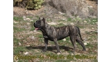 Dogo Canario. Cora De La Isla De Los Volcanes con 15 meses.