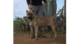 Dogo Canario. Estela De La Isla De Los Volcanes con 16 meses.