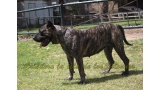 Dogo Canario. Haria De La Isla De Los Volcanes.