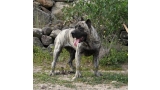 Dogo Canario. Zarco De La Isla De Los Volcanes.