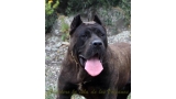 Dogo Canario. Pantera De La Isla De Los Volcanes.