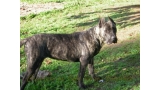 Dogo Canario. Guaira De La Isla De Los Volcanes.