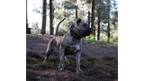 Dogo Canario. Estela De La Isla De Los Volcanes con 20 meses.