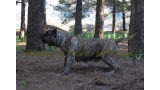 Dogo Canario. Faina De La Isla De Los Volcanes.