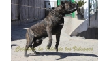Dogo Canario. FRANCO DE LA ISLA DE LOS VOLCANES.