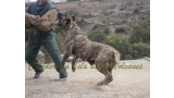 Dogo Canario. Faina De La Isla De Los Volcanes. Prueba de Caracter.