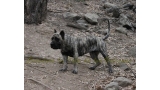 Dogo Canario. Wayra De La Isla De Los Volcanes.