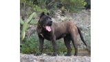 Dogo Canario. Pantera De La Isla De Los Volcanes.
