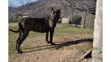 Dogo Canario. Guaira De La Isla De Los Volcanes.
