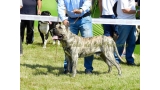 Dogo Canario. Jack De La Isla De Los Volcanes.