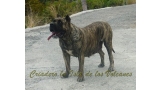 Dogo Canario. Faina De La Isla De Los Volcanes.